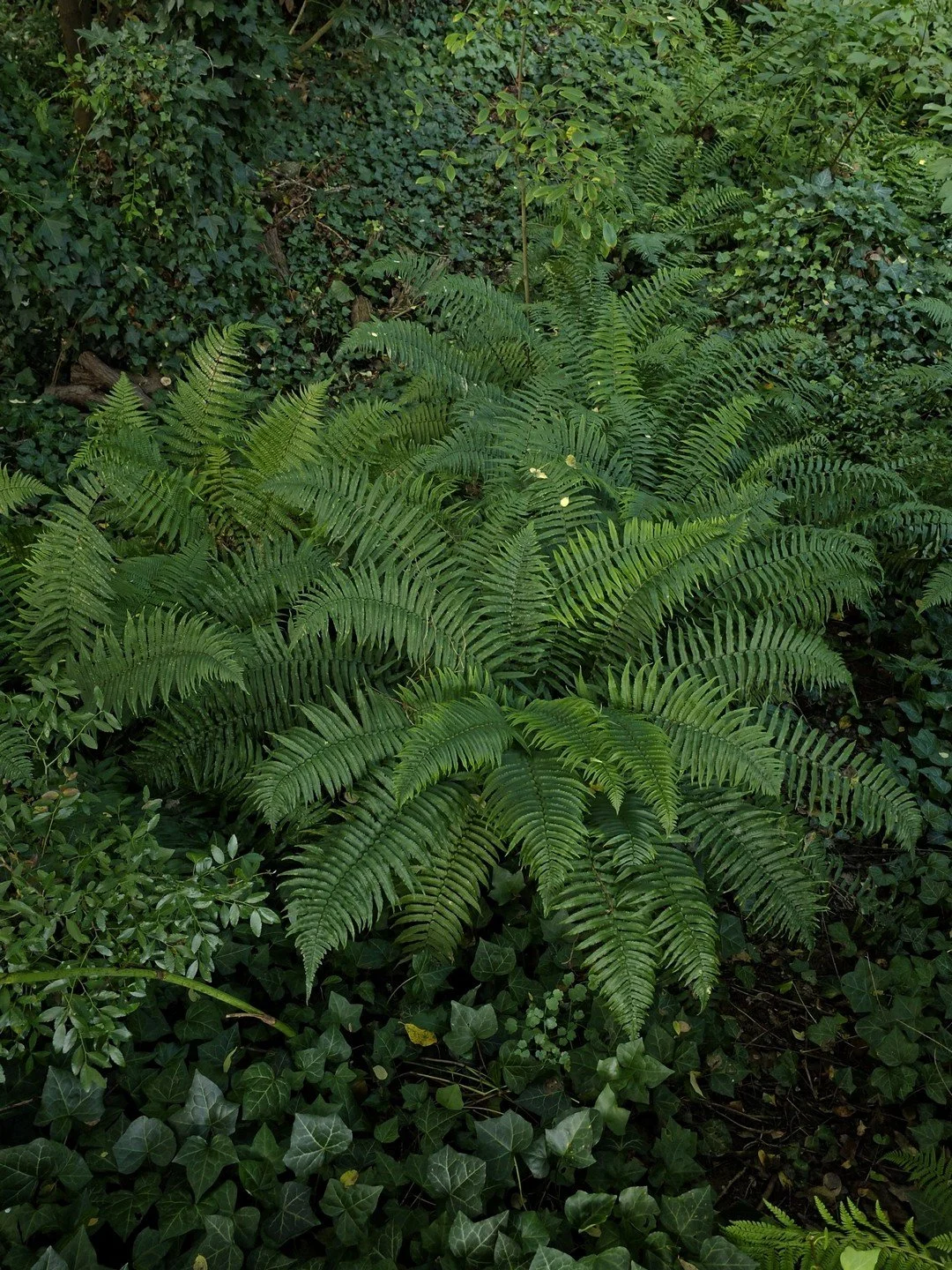 Dryopteris cycadina-Contexte-001.jpg