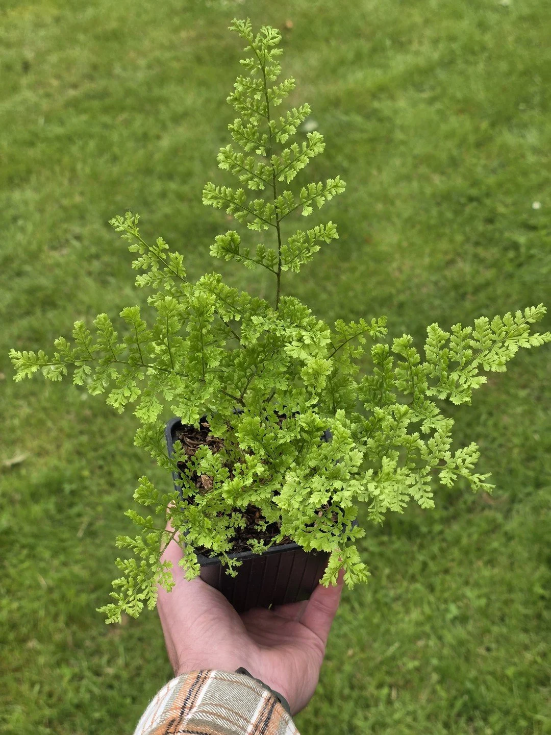 Dryopteris dilatata 'Lepidota Crispa Cristata'-Godet de 9 cm-001.jpg