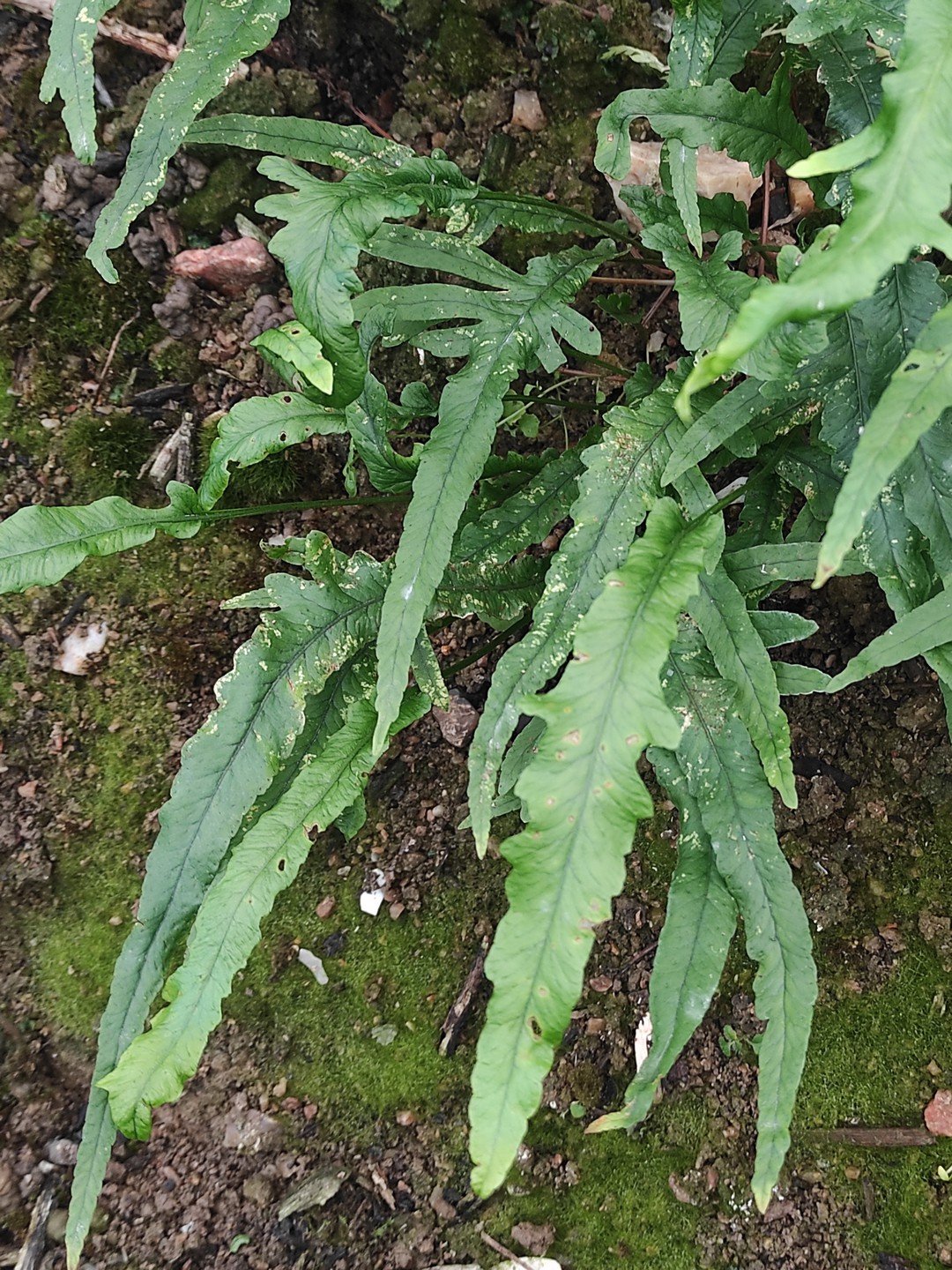 Polypodium cambricum 'Macrostachyon Lineare'