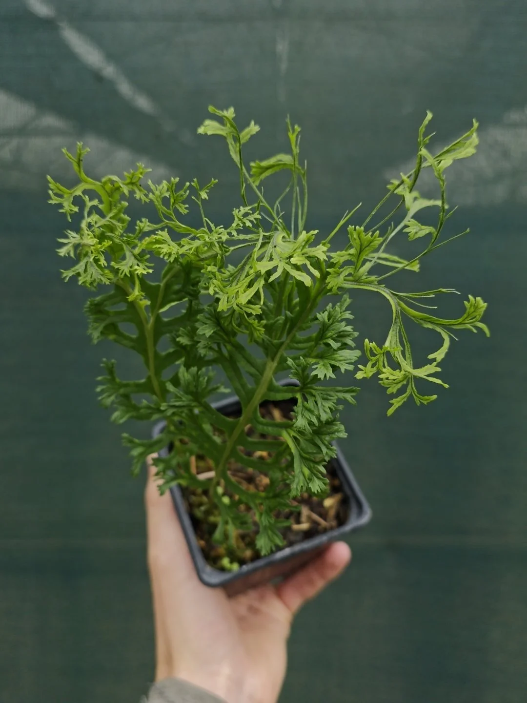 Polypodium glycyrrhiza 'Lawrence Crocker'