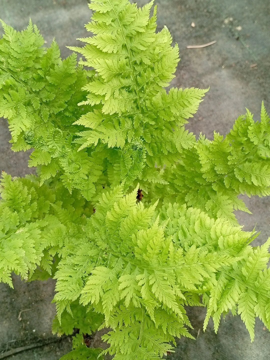 Athyrium filix-femina 'Congestum'
