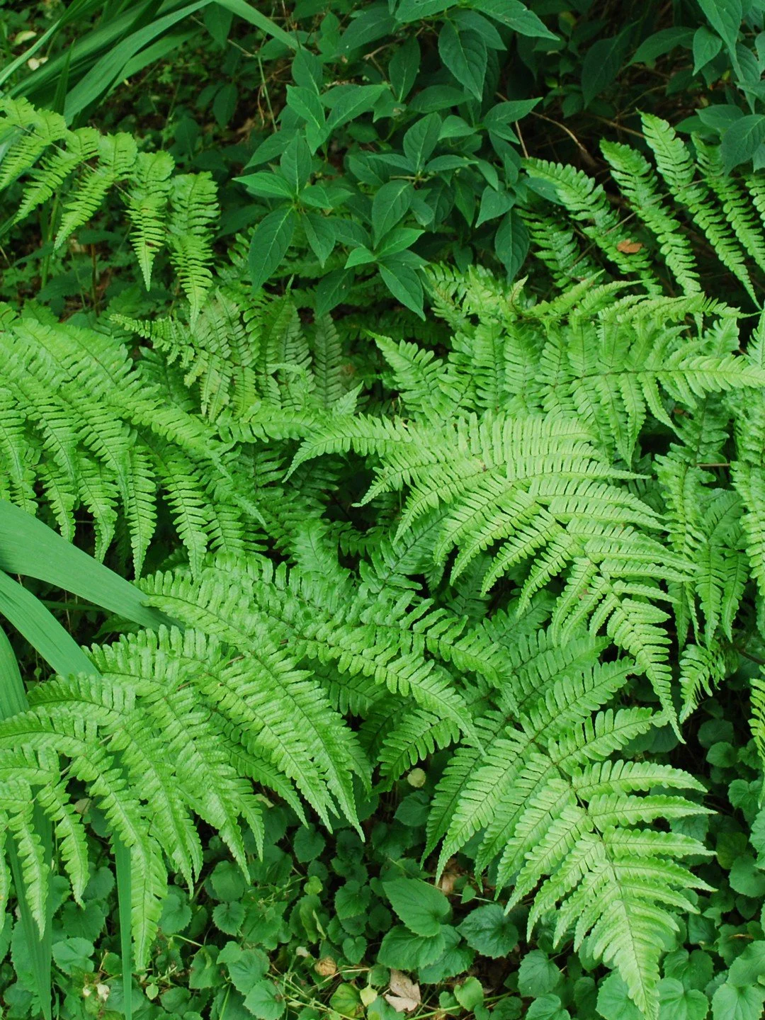 Dryopteris erythrosora