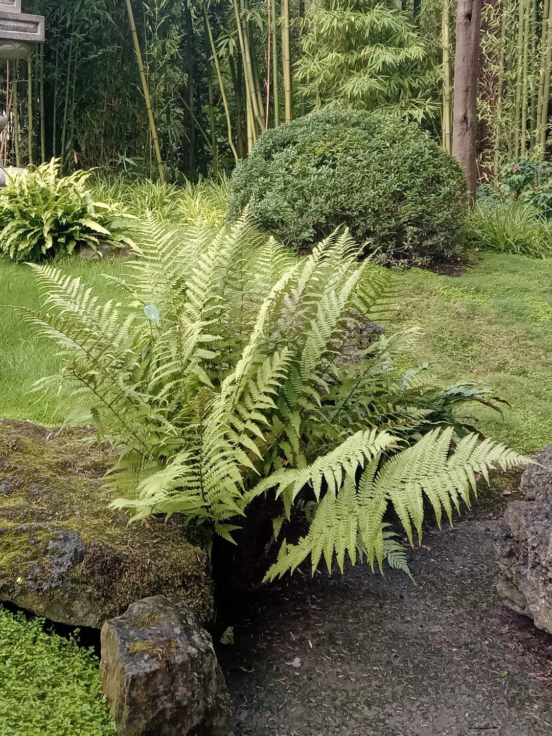 Dryopteris filix-mas