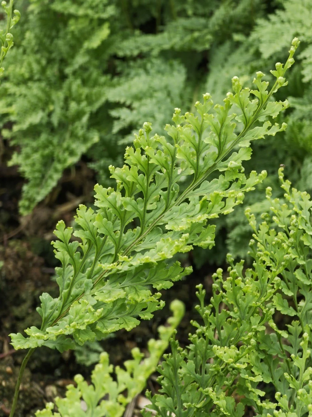 Polypodium vulgare 'Parsley'-Détail-001.jpg