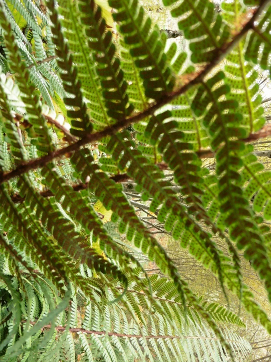 Dryopteris wallichiana-Détail-001.JPG