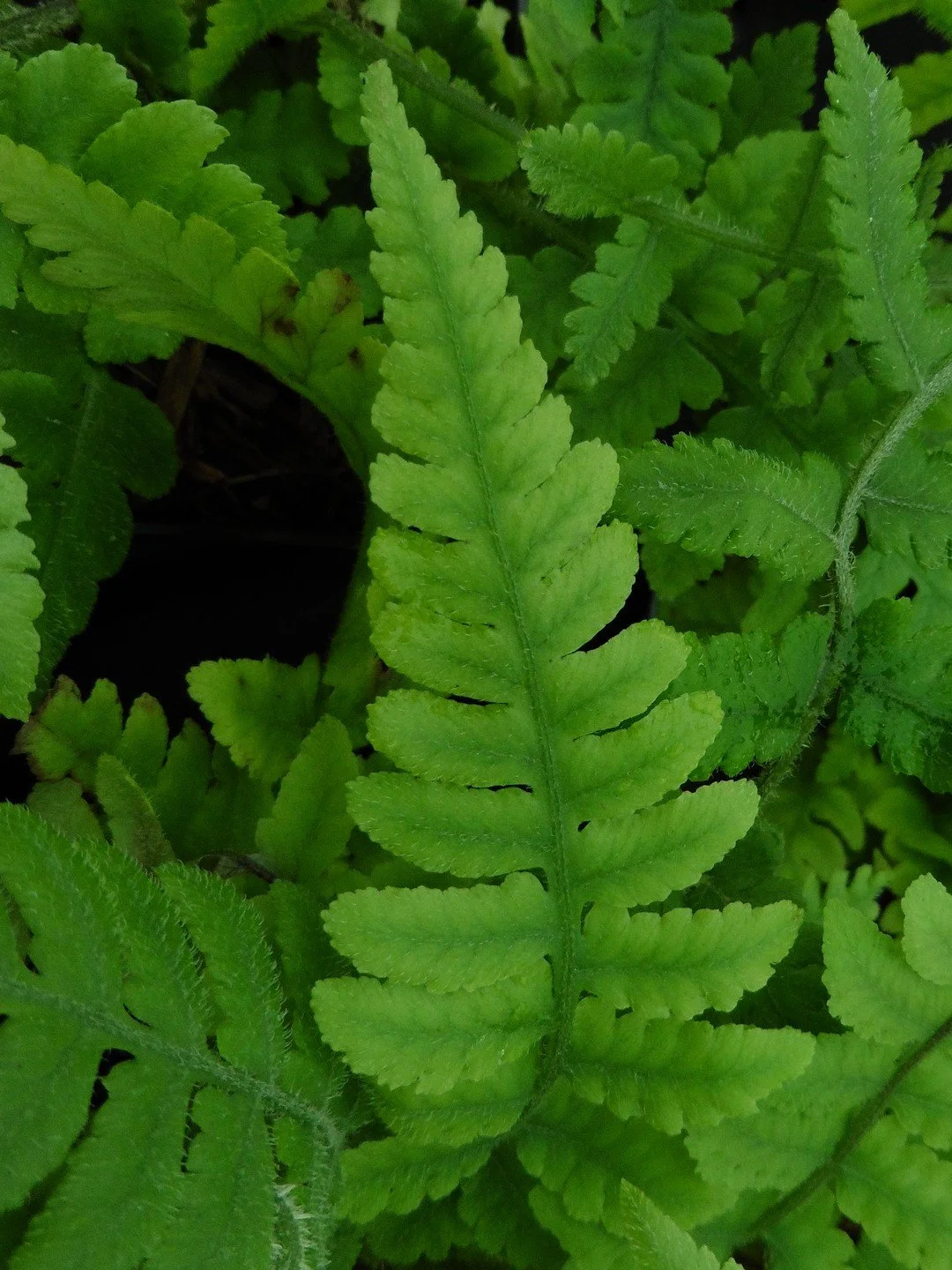 Deparia petersenii-Détail-002.JPG