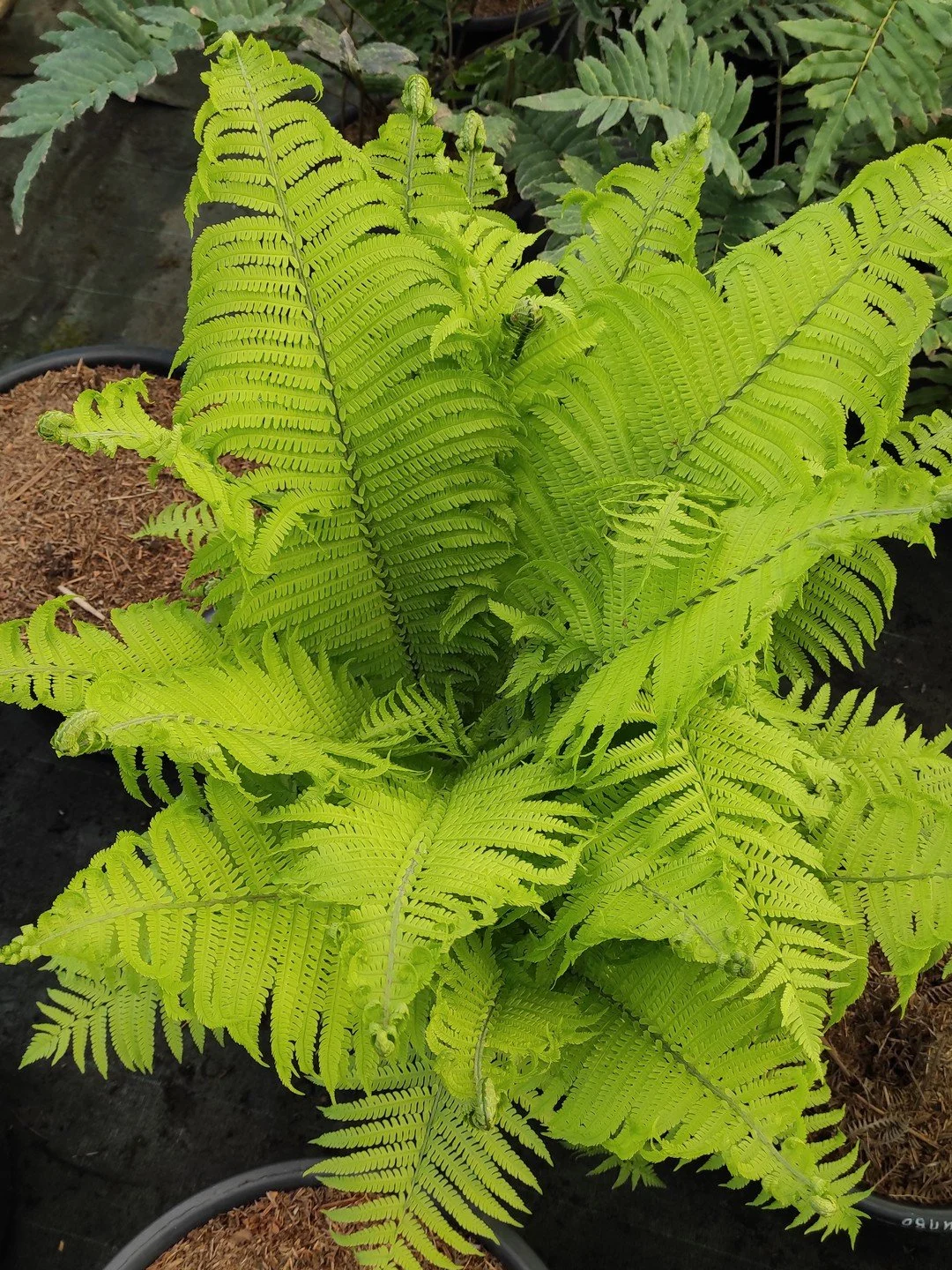 Matteuccia struthiopteris 'Jumbo'-Détail-001.jpg