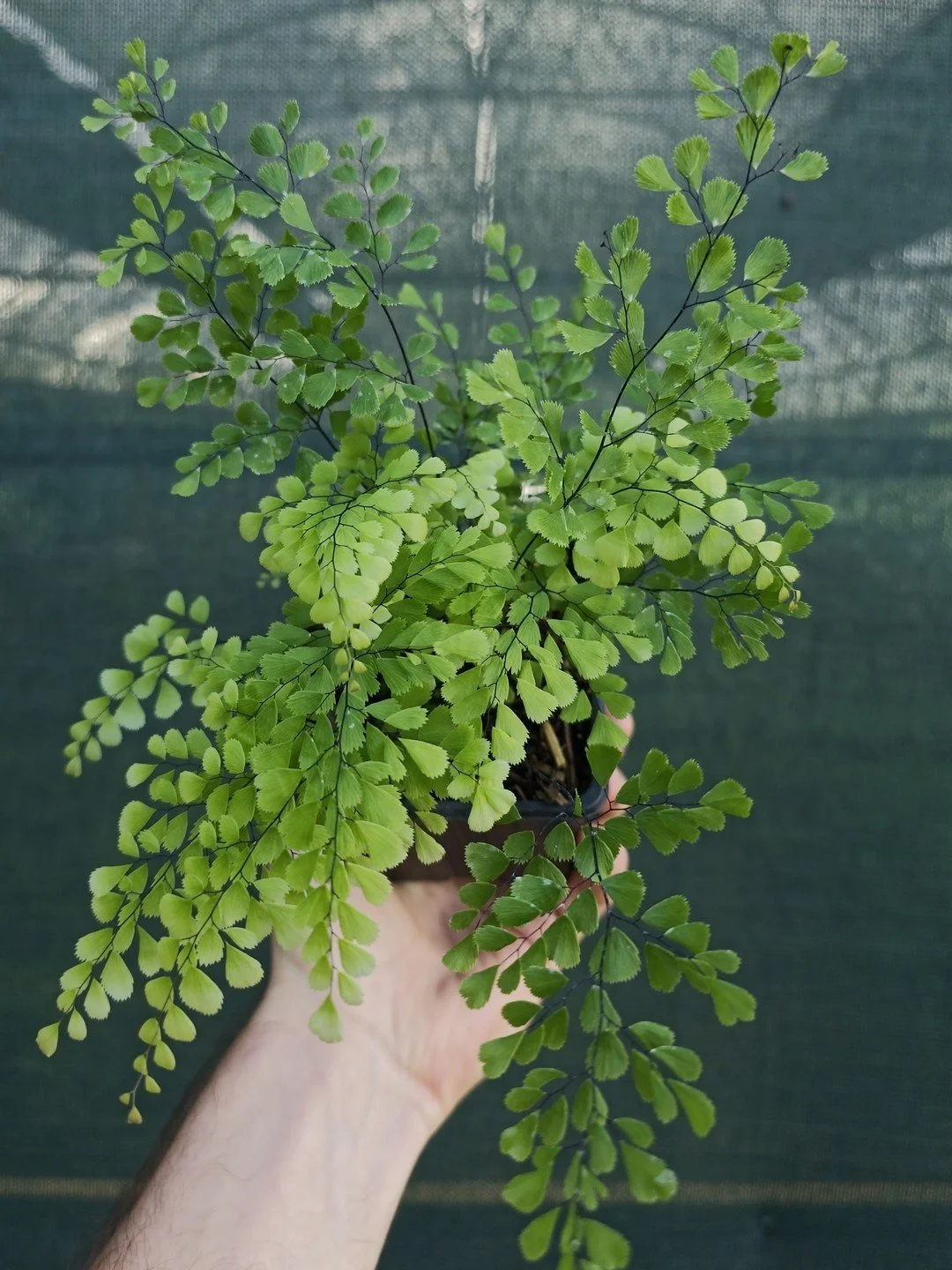 Adiantum tibeticum-Godet de 9 cm-001.jpg