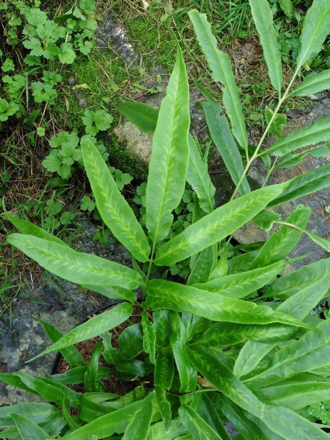 Coniogramme japonica 'Flavomaculata'-Détail-002.JPG