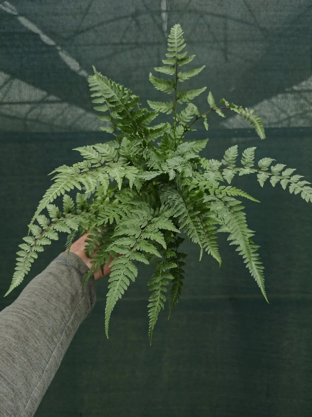 Anisocampium niponicum 'Pictum'