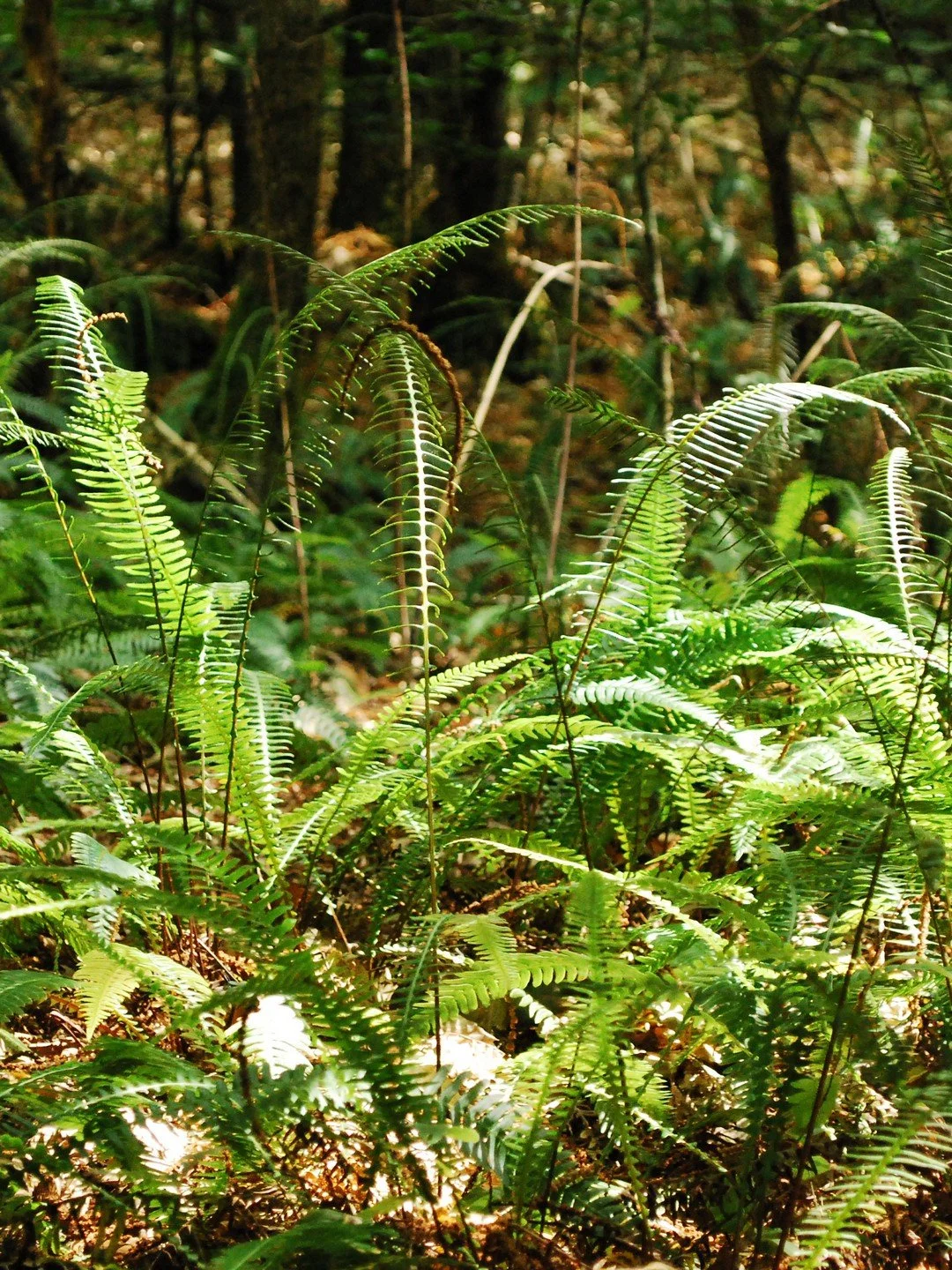 Struthiopteris spicant