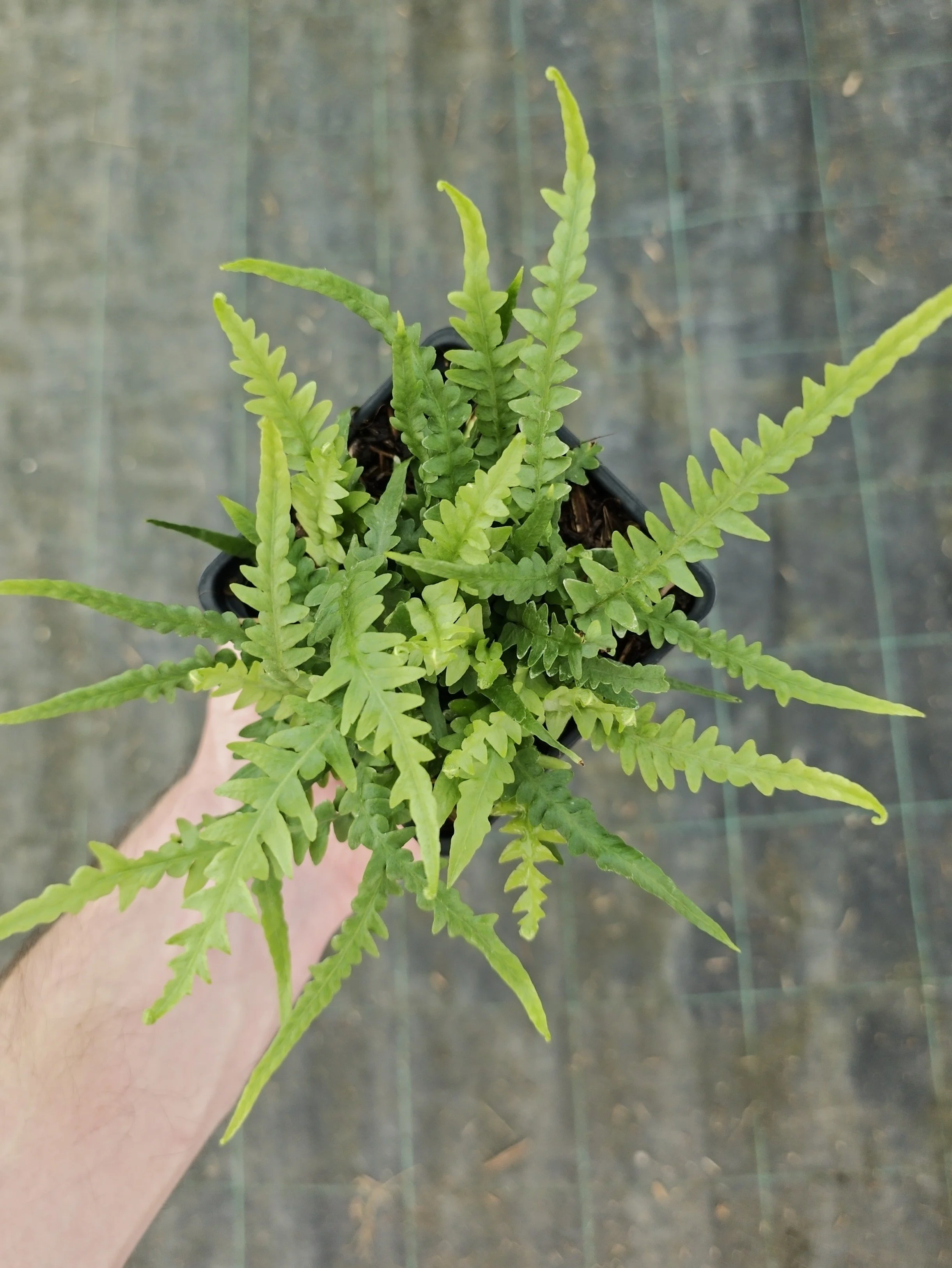 Asplenium tutwilerae-Godet de 9 cm-001.jpg