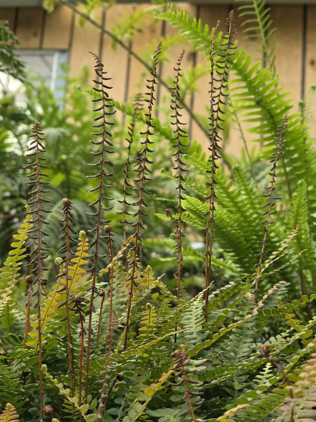 Austroblechnum penna-marina subsp. alpina 'Paradise Form'