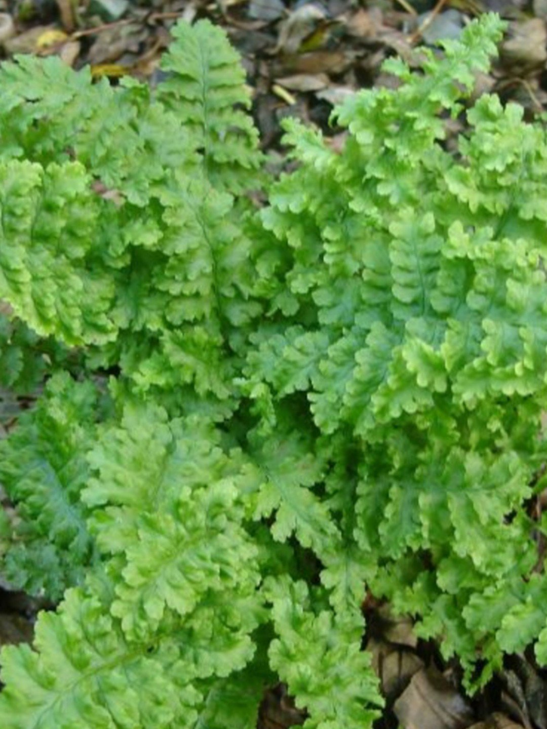 Dryopteris filix-mas 'Crispa'