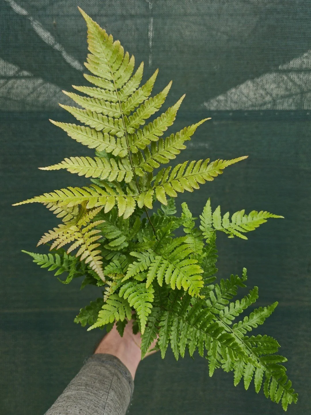 Dryopteris erythrosora-Godet de 9 cm-001.jpg