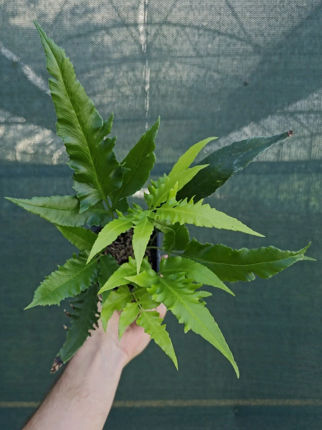 Coniogramme intermedia 'Yoroi Musha'-Godet de 9 cm-001.jpg