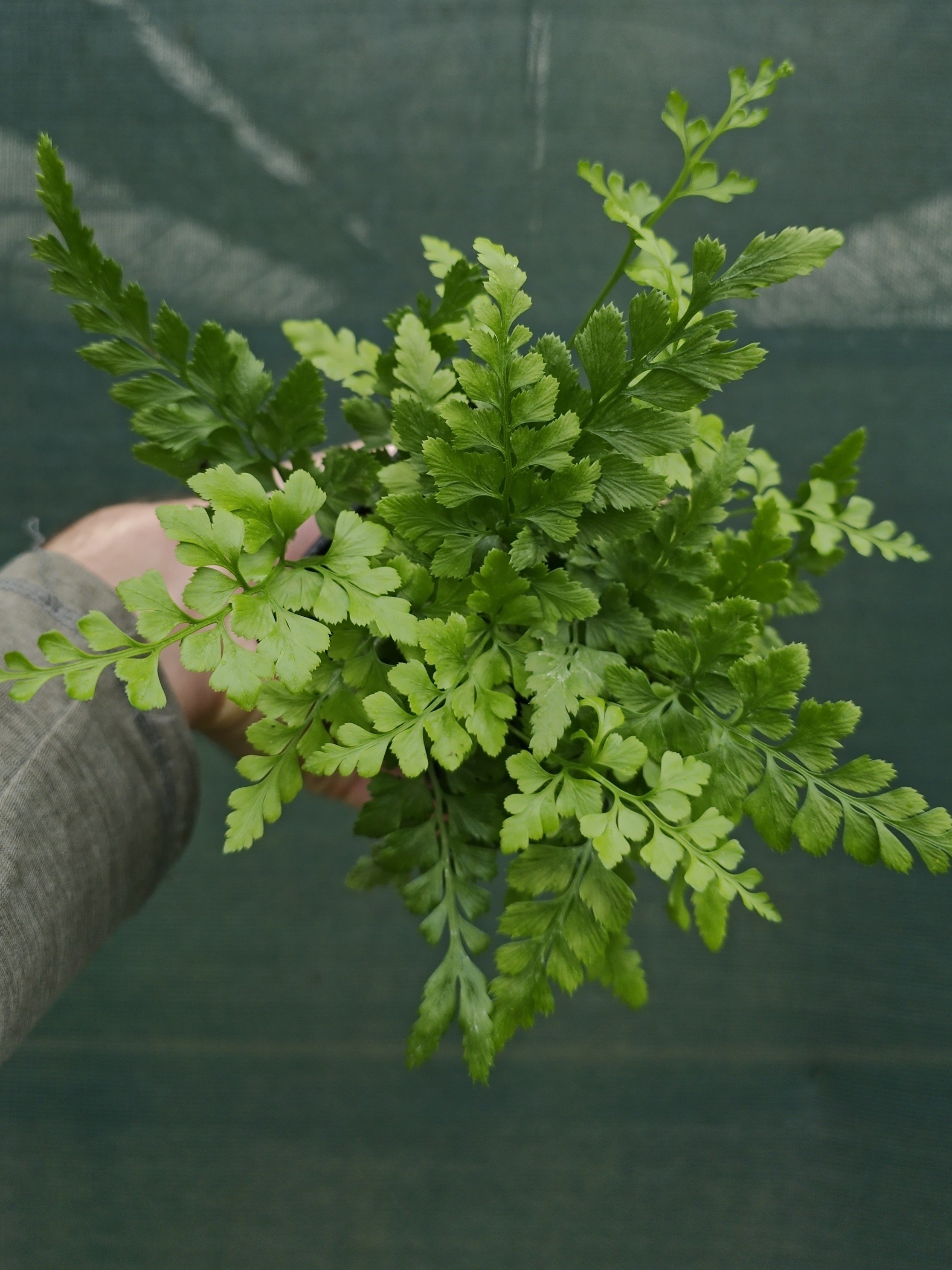 Asplenium adiantum-nigrum-Godet de 9 cm-001.jpg