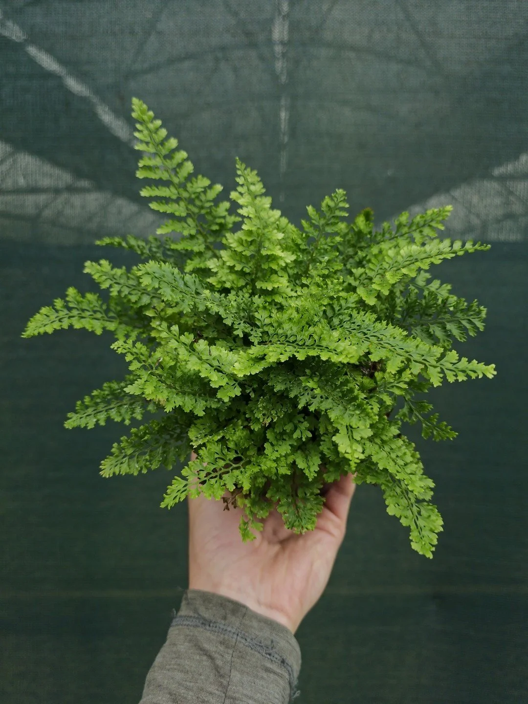 Polystichum setiferum 'Plumosum Densum'-Godet de 9 cm-001.jpg