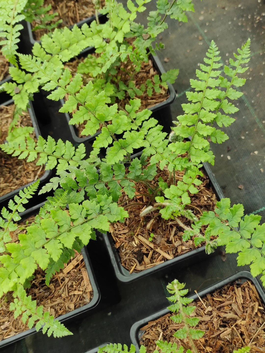 Polystichum woronowii