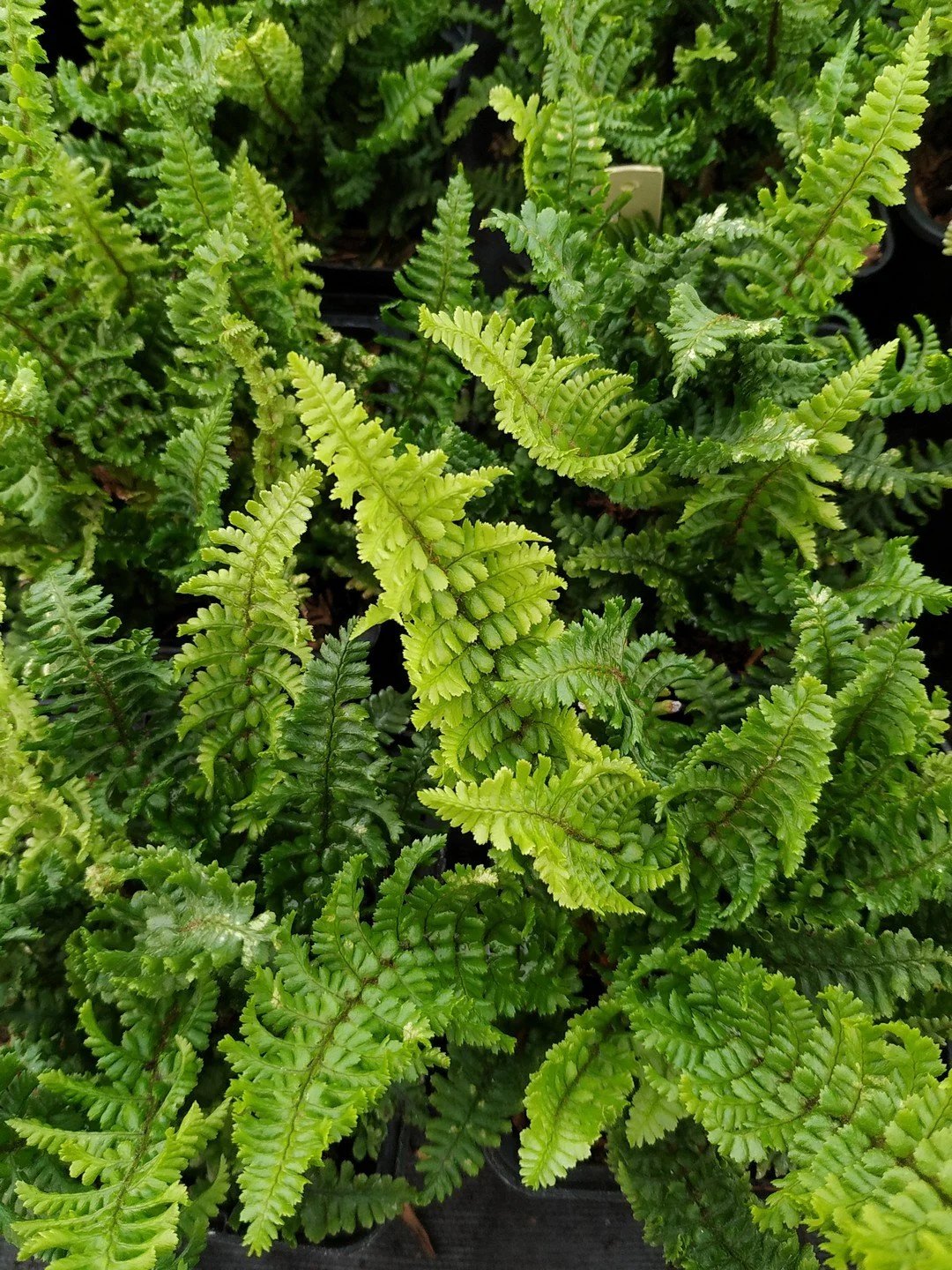 Dryopteris affinis 'Crispa Gracilis'