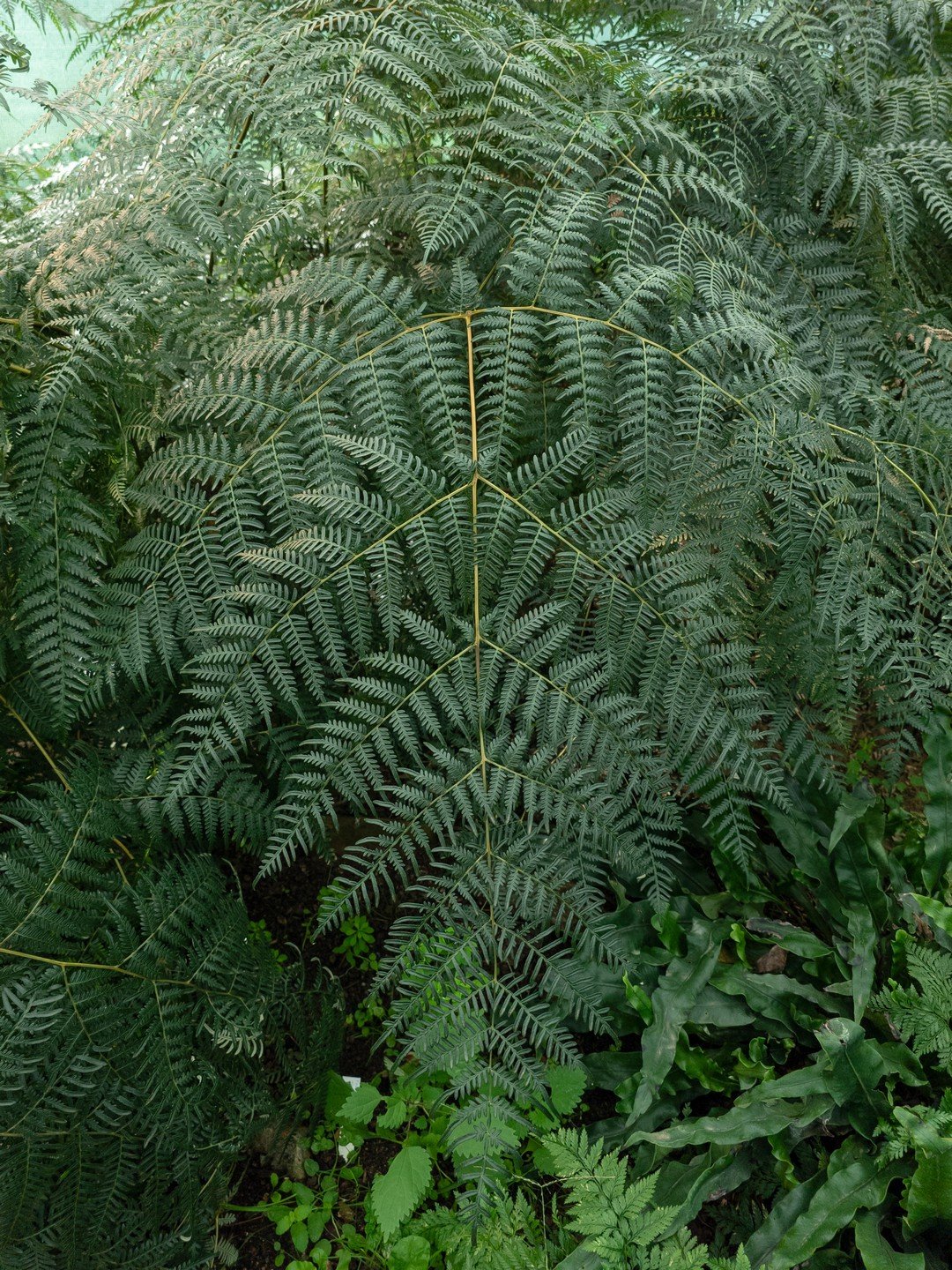 Pteridium esculentum-Détail-001.jpg