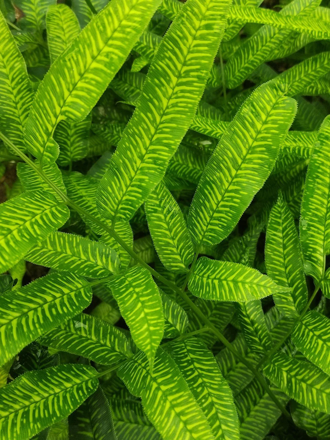 Coniogramme emeiensis 'Golden Zebra'-Détail-001.jpg