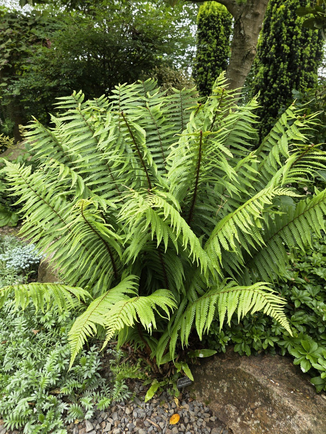 Dryopteris wallichiana