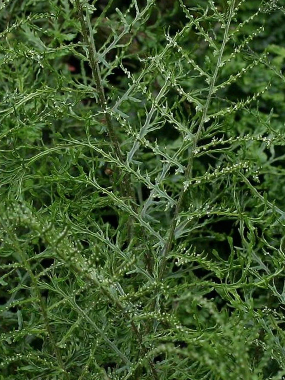 Dryopteris filix-mas 'Linearis Polydactyla'