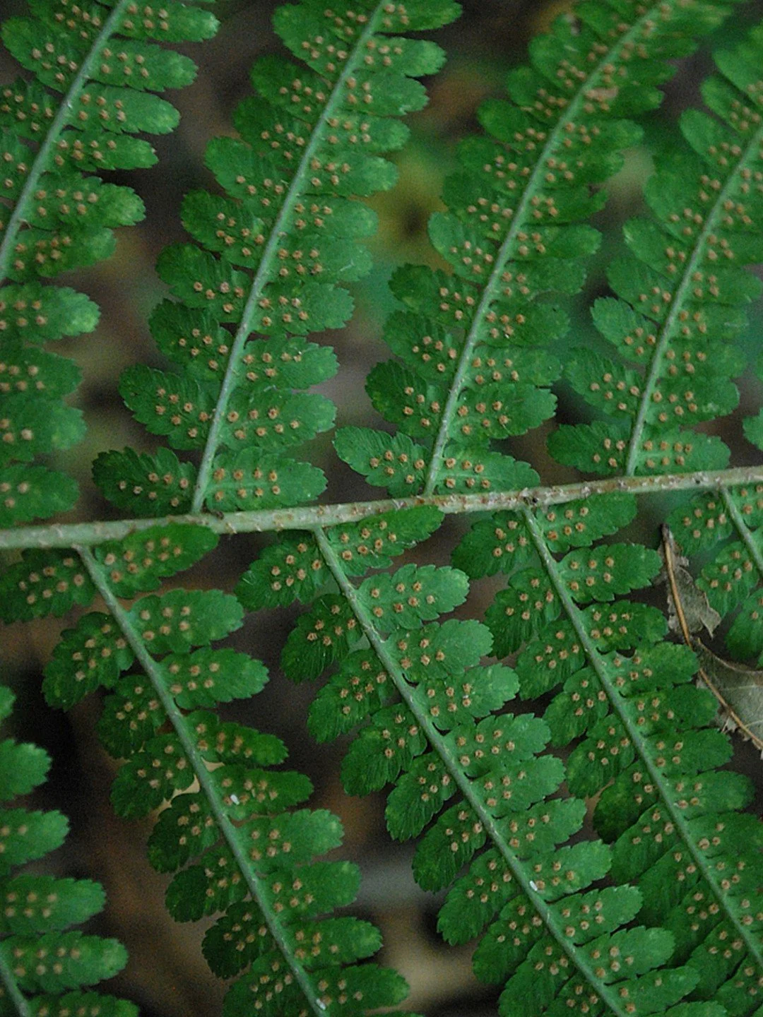 Dryopteris filix-mas-Détail-001.jpg