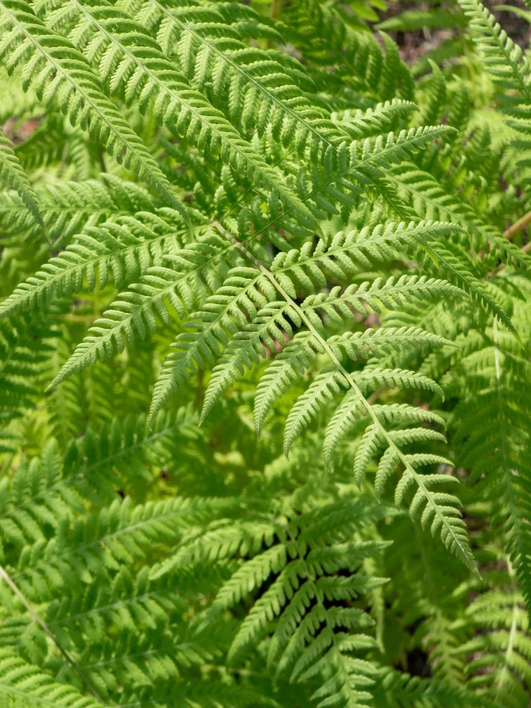 Macrothelypteris torresiana
