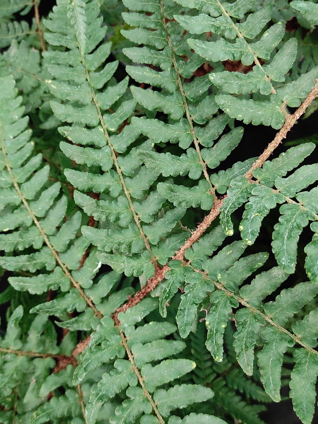 Dryopteris championii