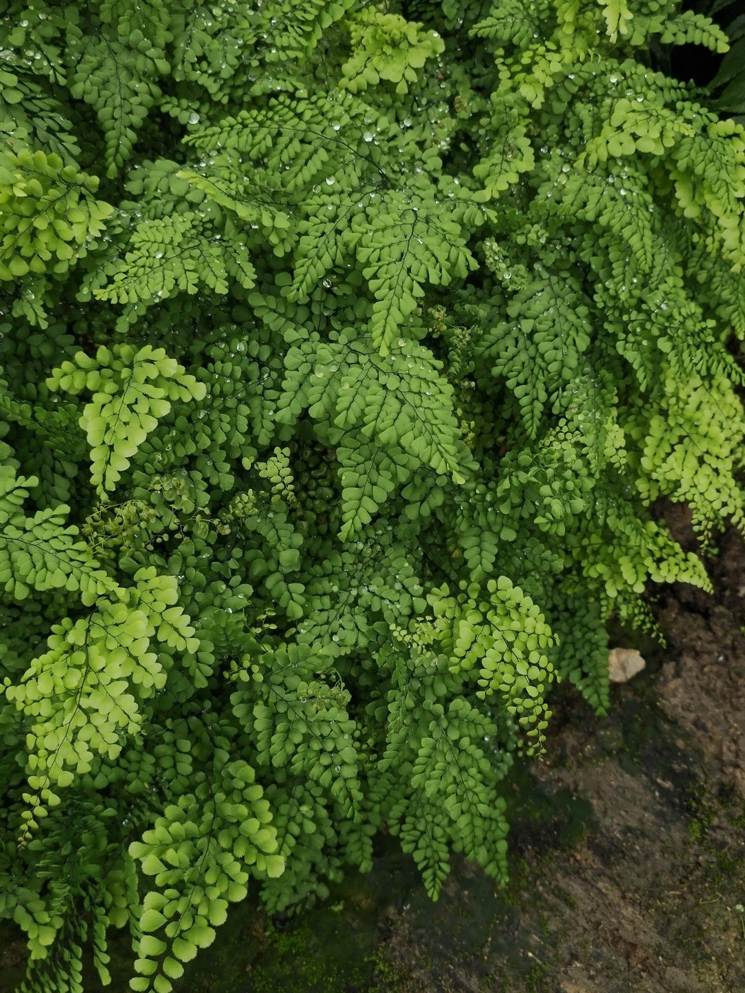 Adiantum tibeticum