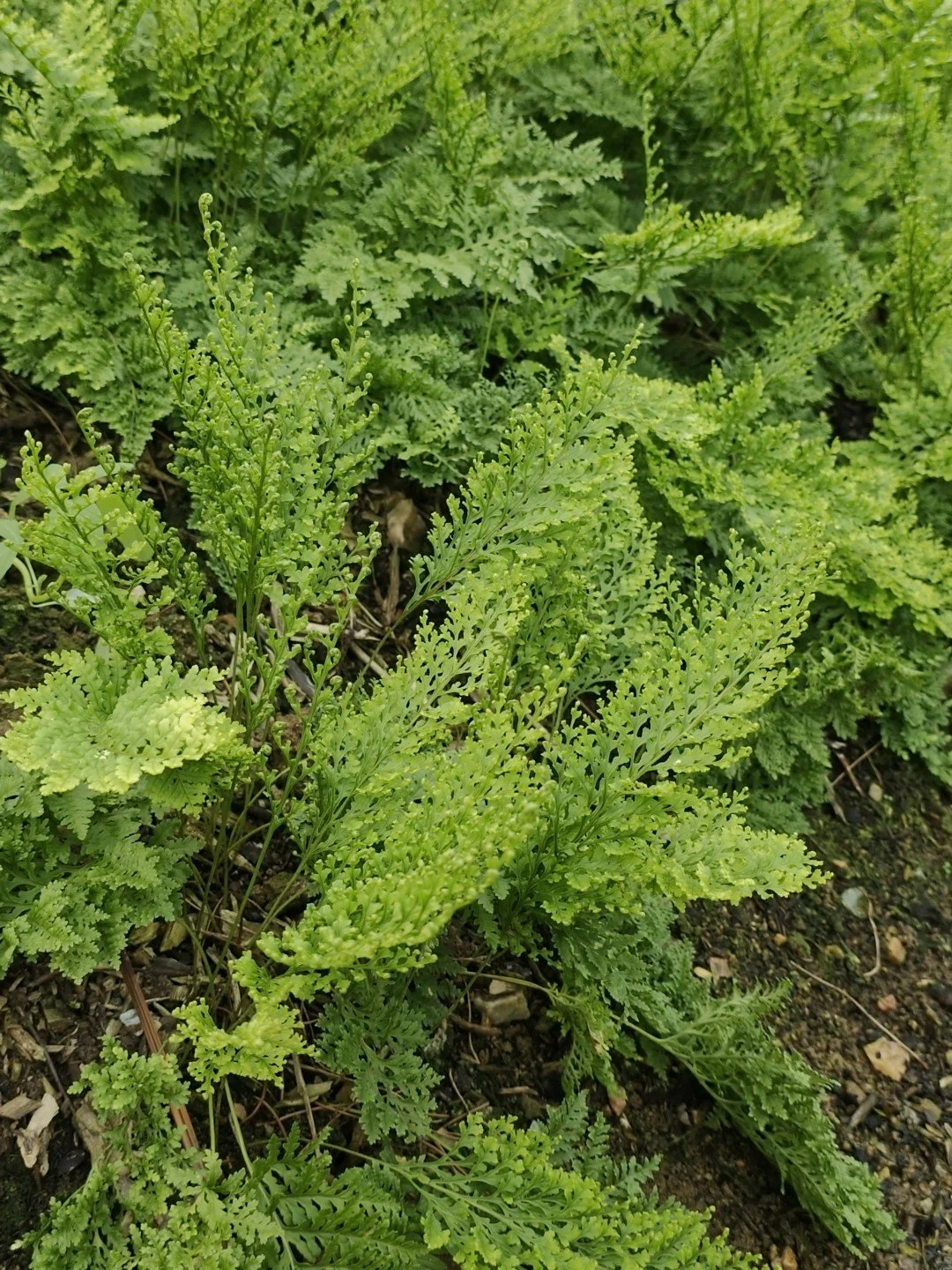 Polypodium vulgare 'Parsley'