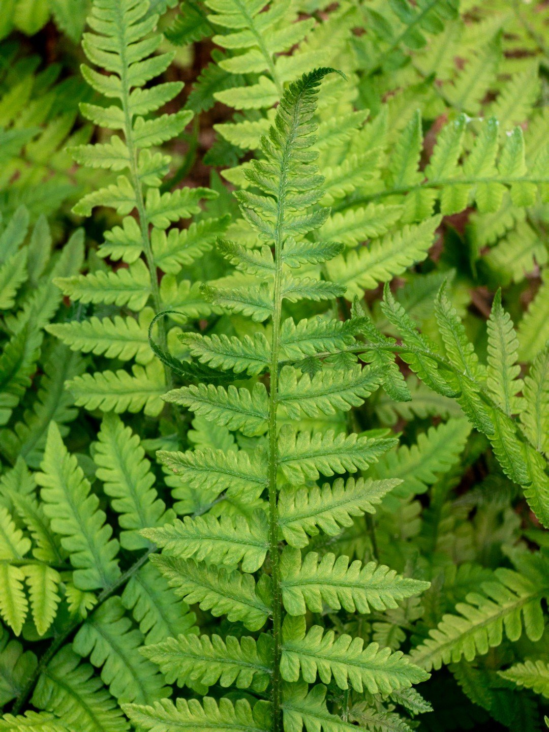 Deparia conilii-Détail-004.jpg