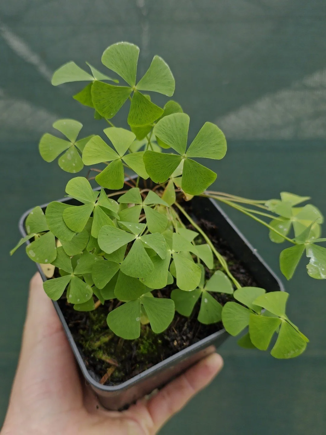 Marsilea quadrifolia-Pot de 1 litre-001.jpg