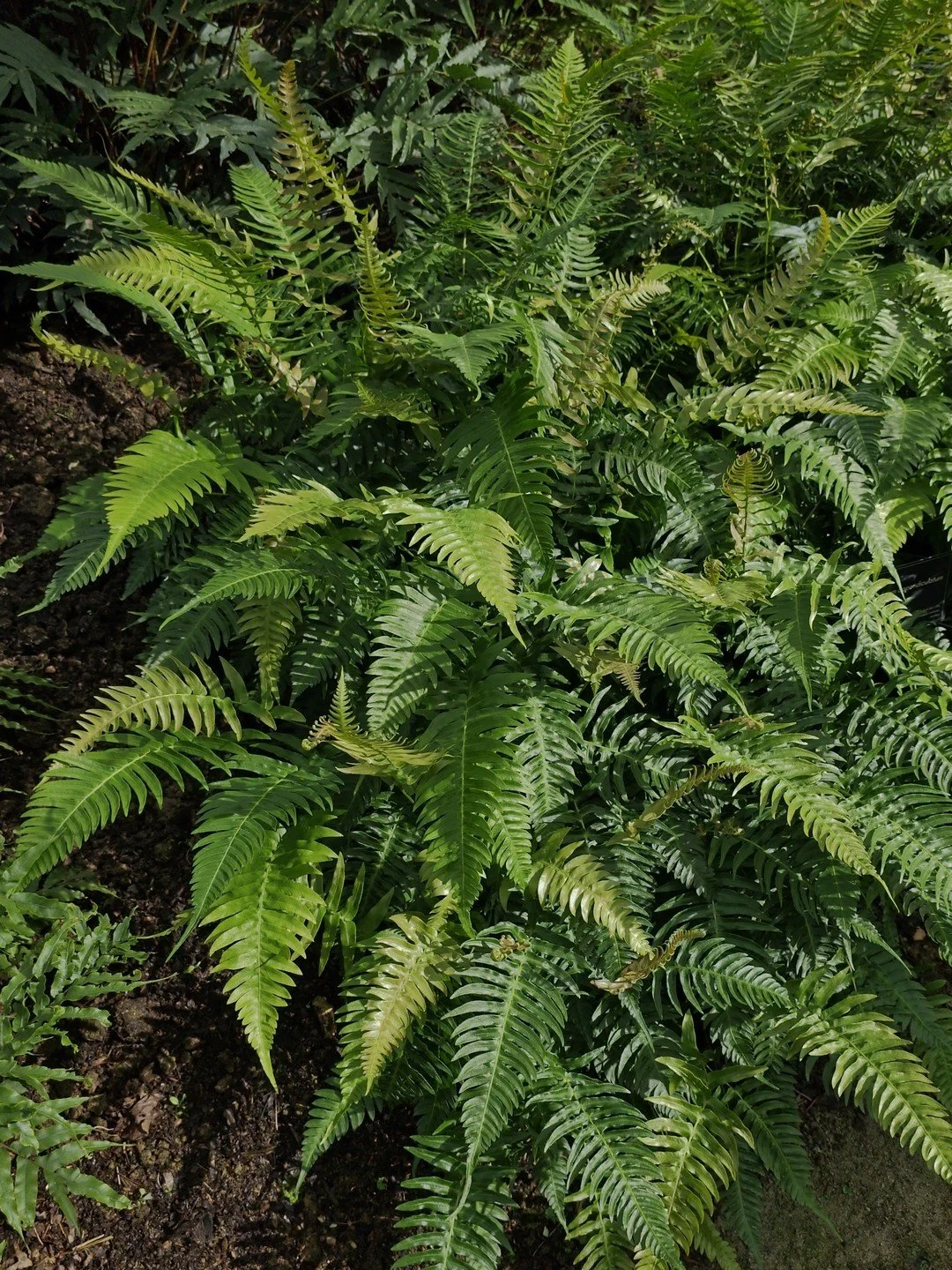 Blechnum appendiculatum