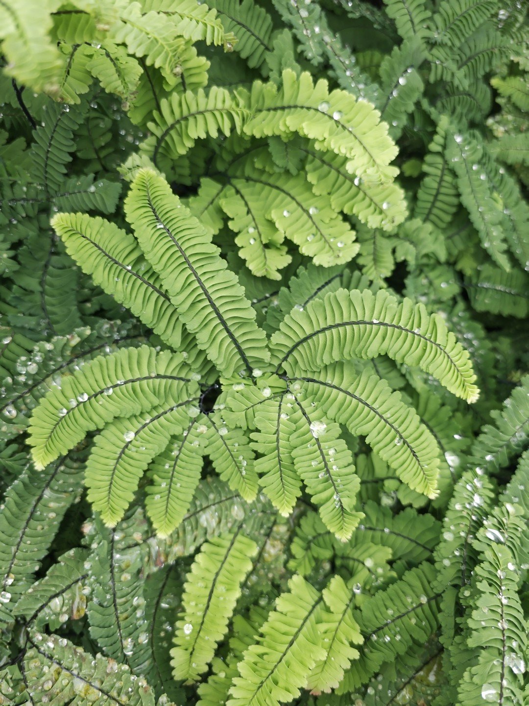 Adiantum aleuticum 'Imbricatum'-Détail-001.jpg
