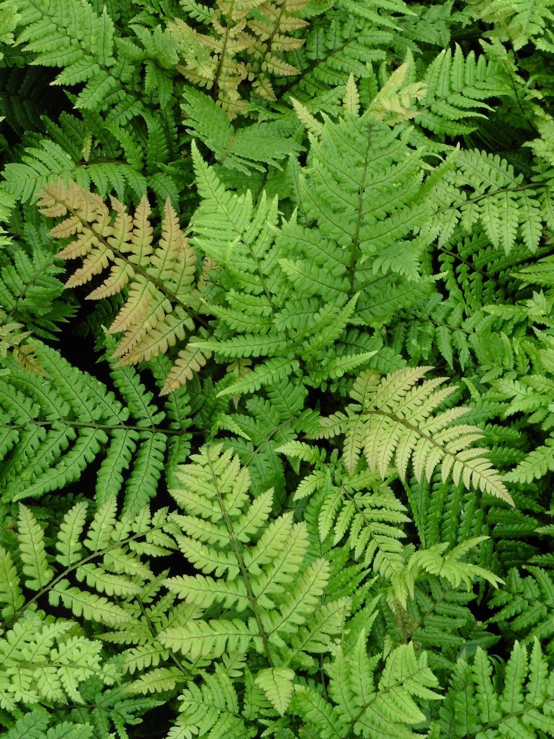 Dryopteris lepidopoda