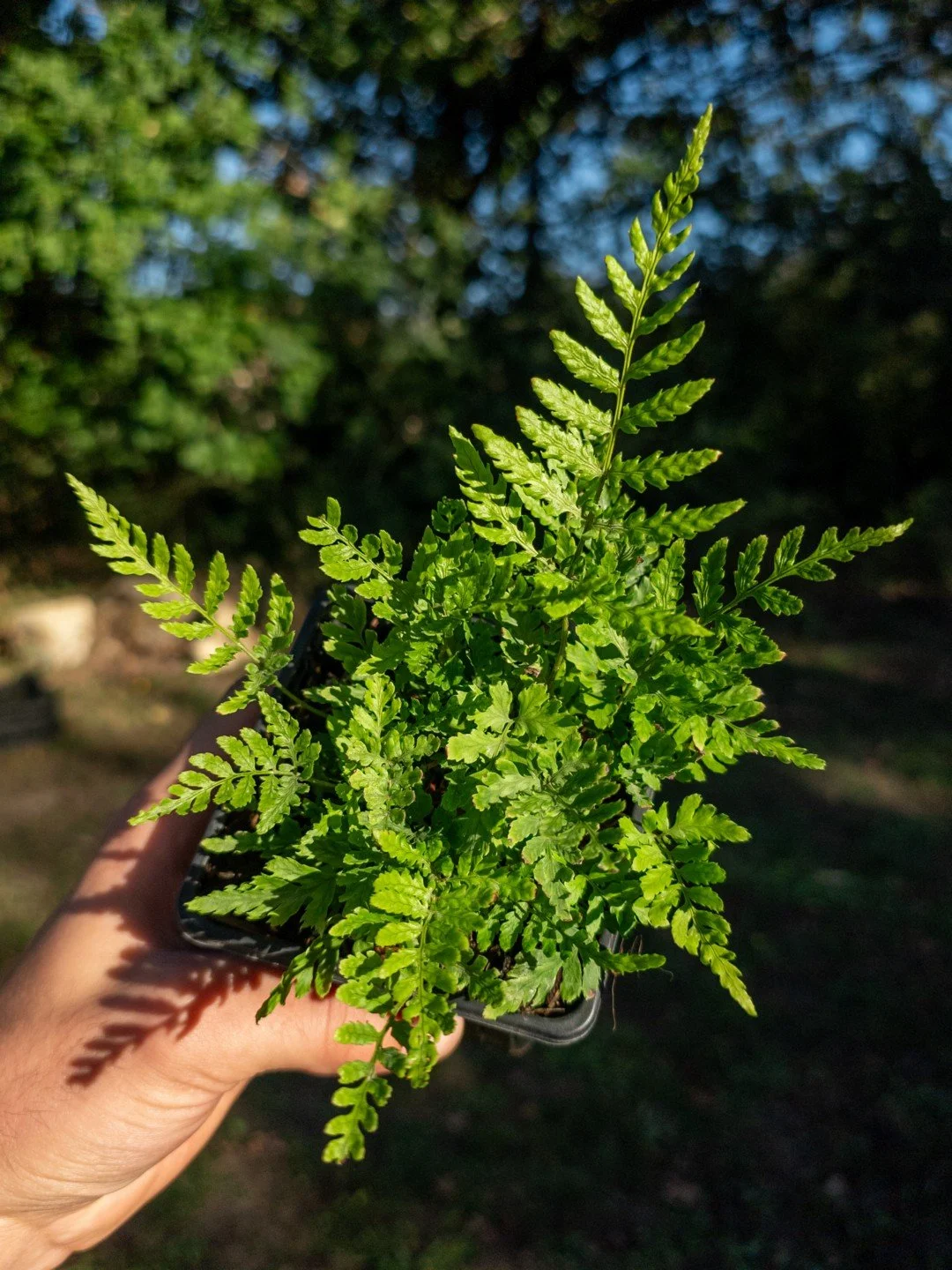 Dryopteris erythrosora 'Gracilis'-Godet de 9 cm-001.jpg