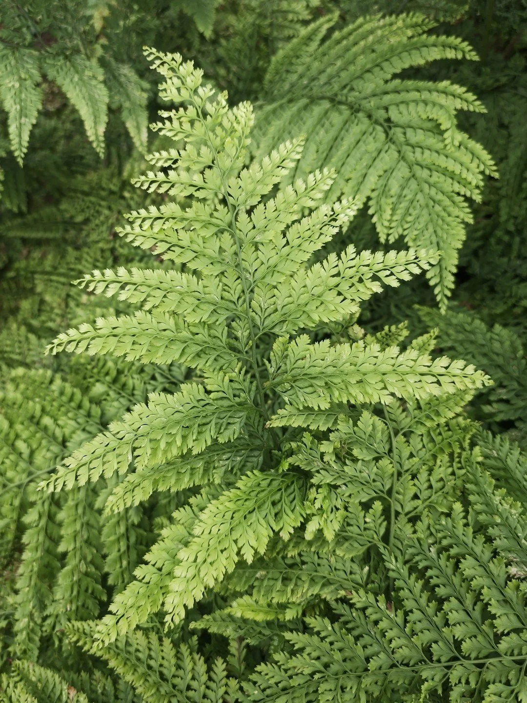 Arachniodes standishii-Détail-001.jpg