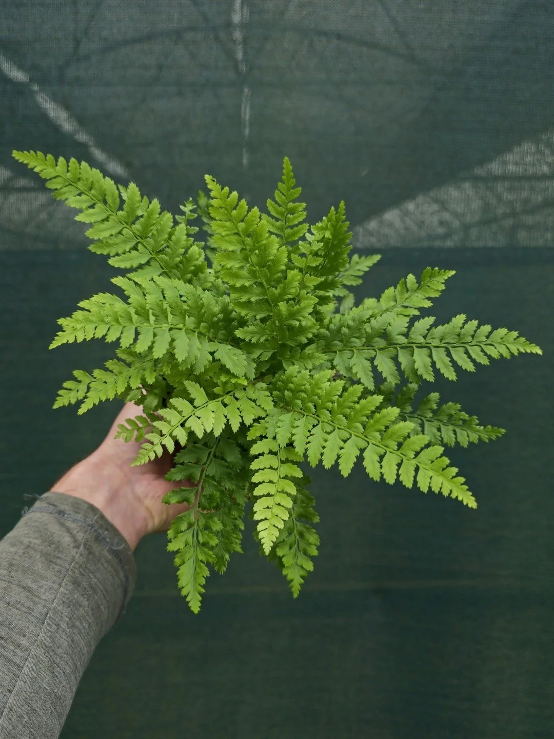 Polystichum aculeatum