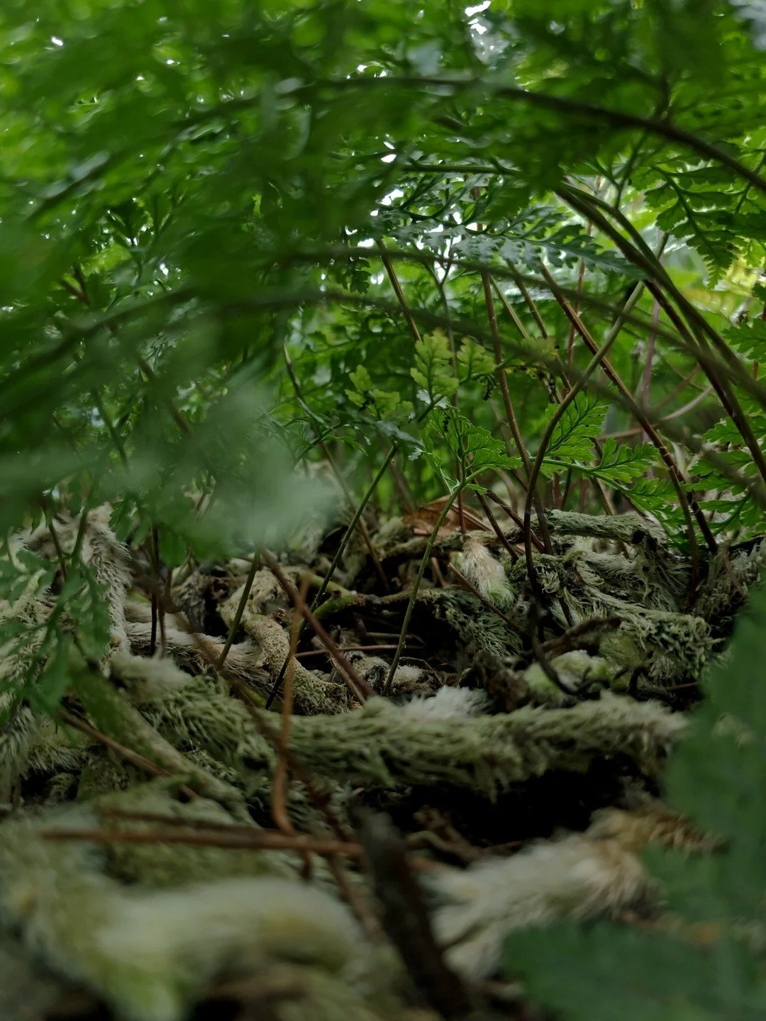 Davallia tyermannii-Détail-002.jpg