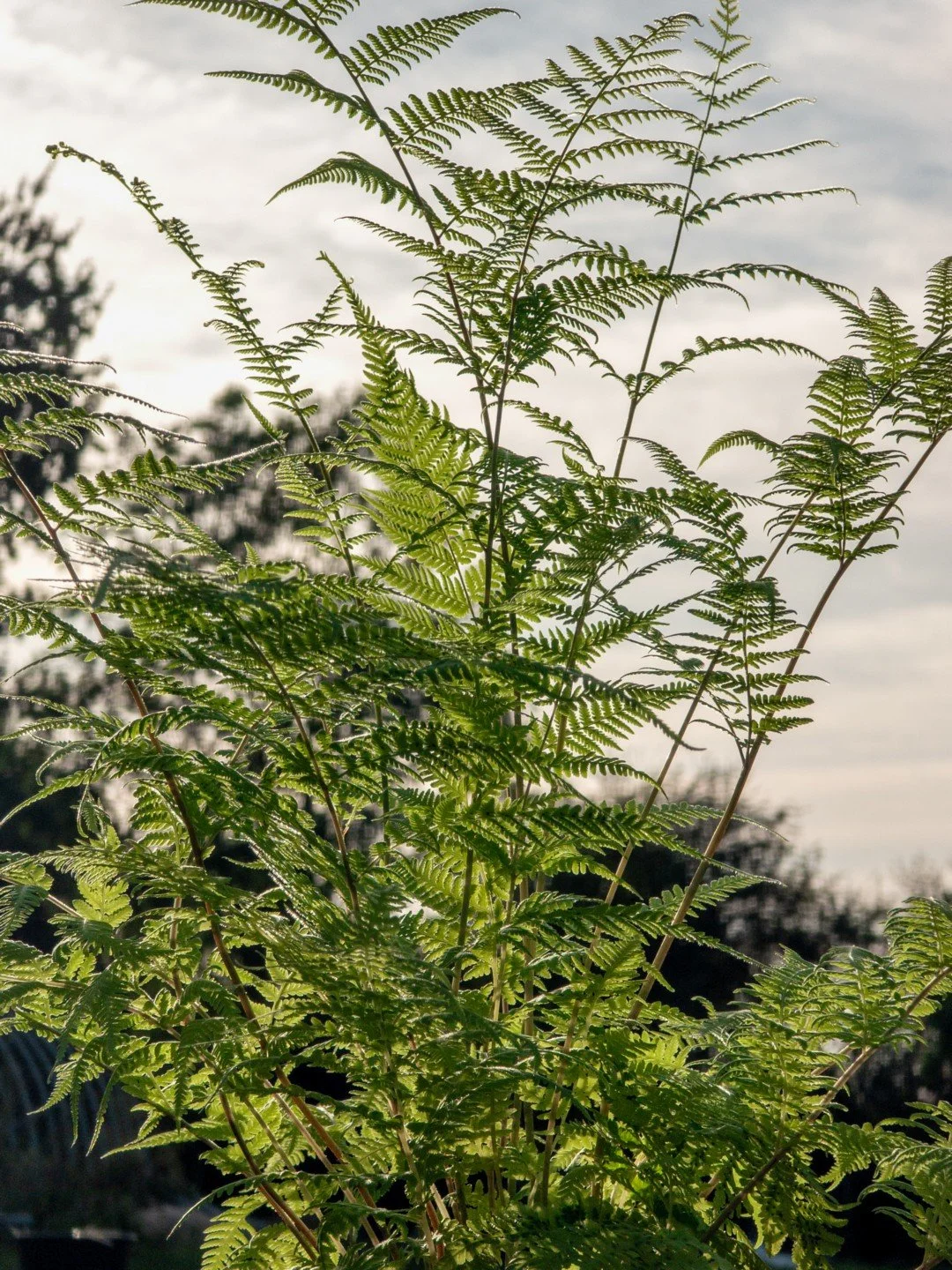 Macrothelypteris torresiana-Détail-004.jpg