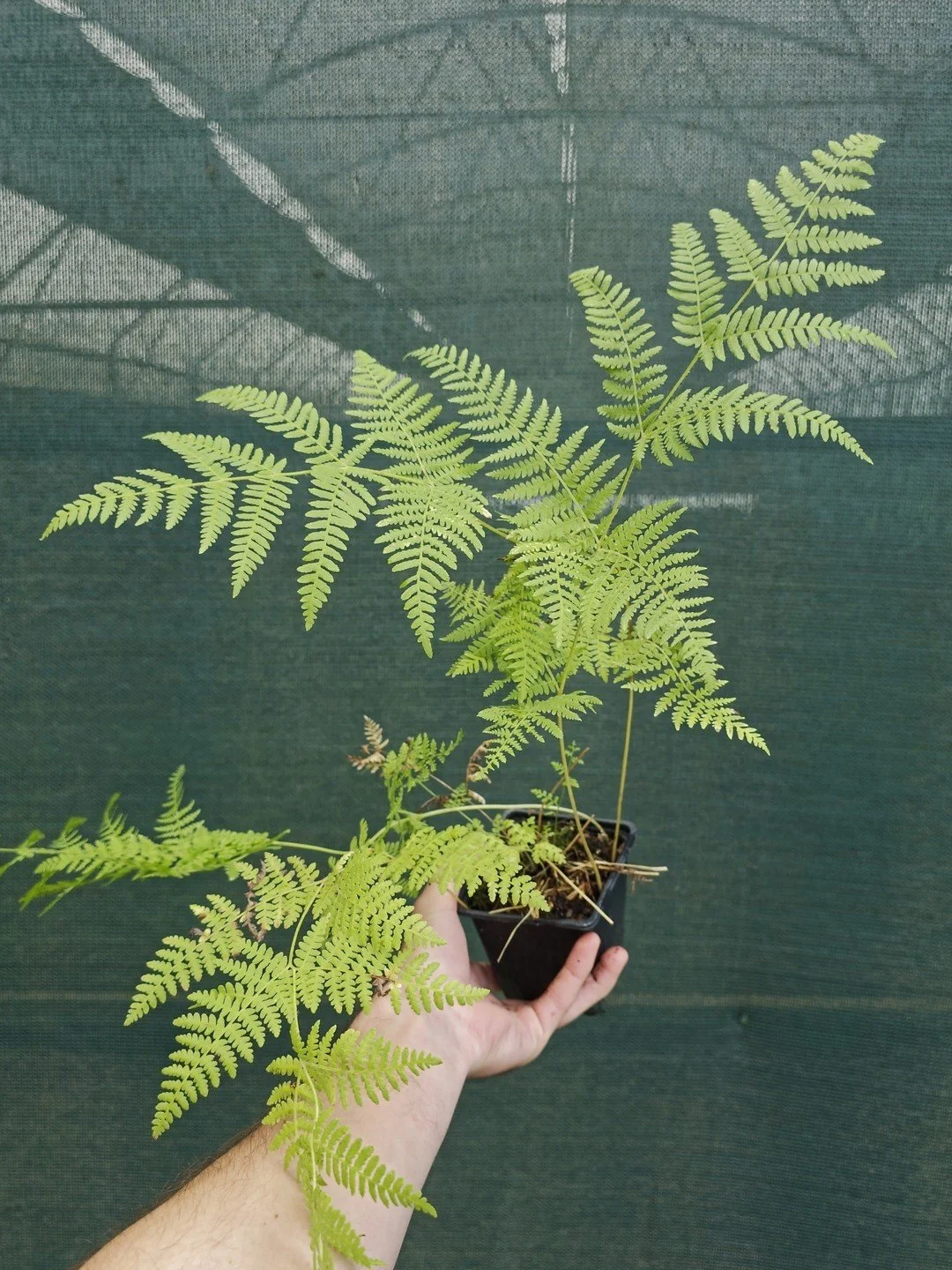 Pteridium aquilinum-Godet de 9 cm-001.jpg