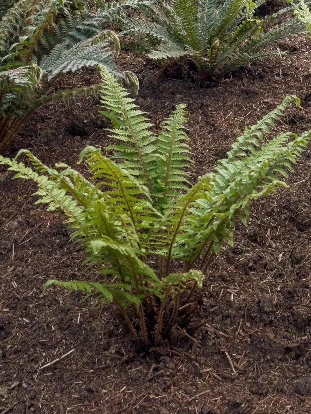 Polystichum makinoi