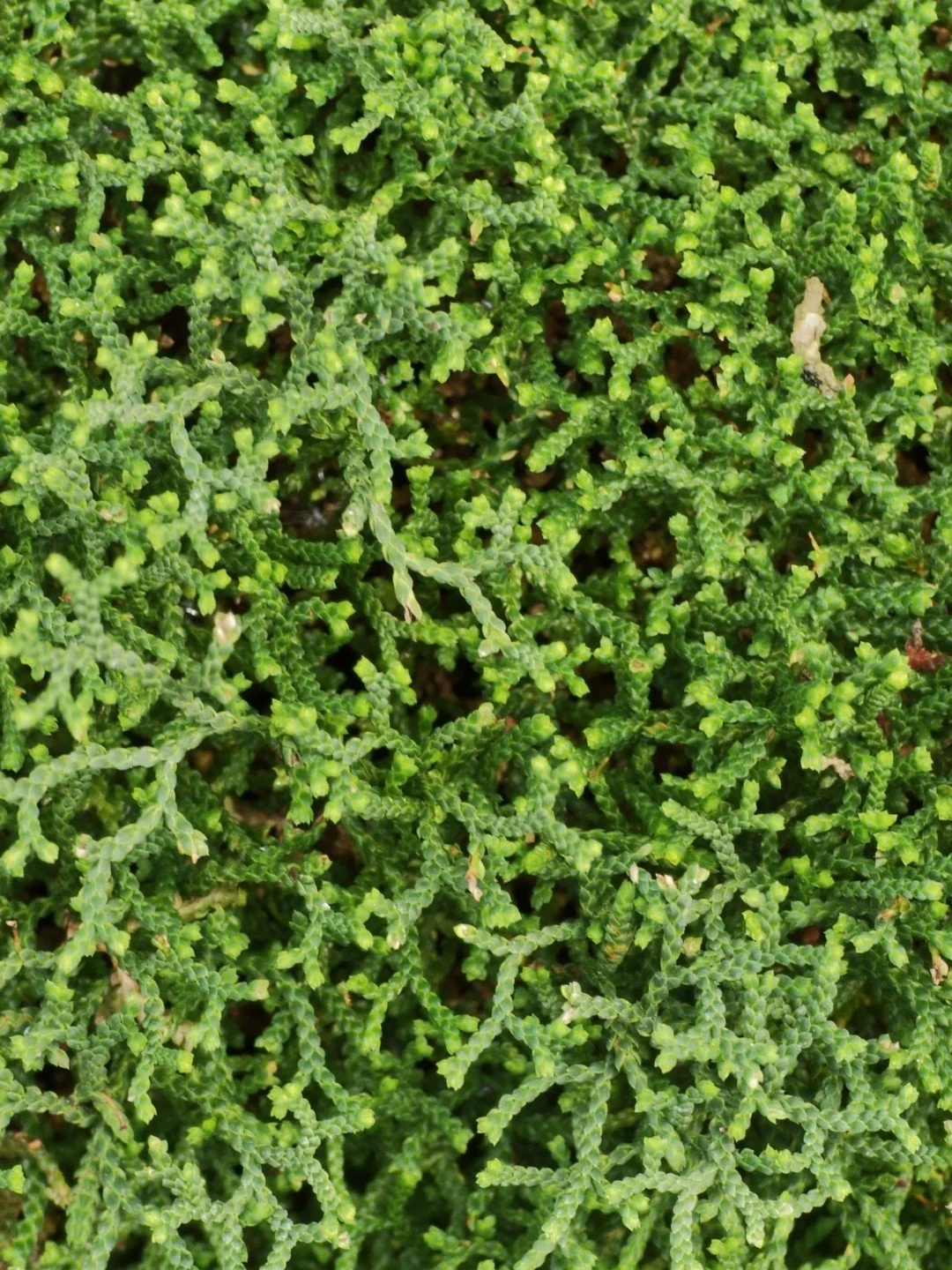 Selaginella sanguinolenta-Détail-001.jpg