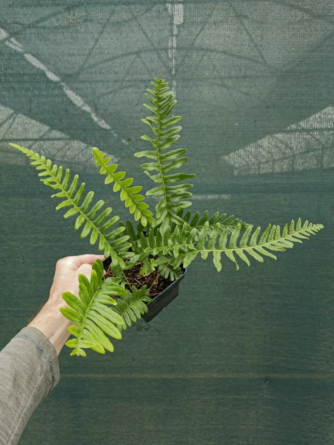 Polypodium interjectum-Pot de 1 litre-001.jpg