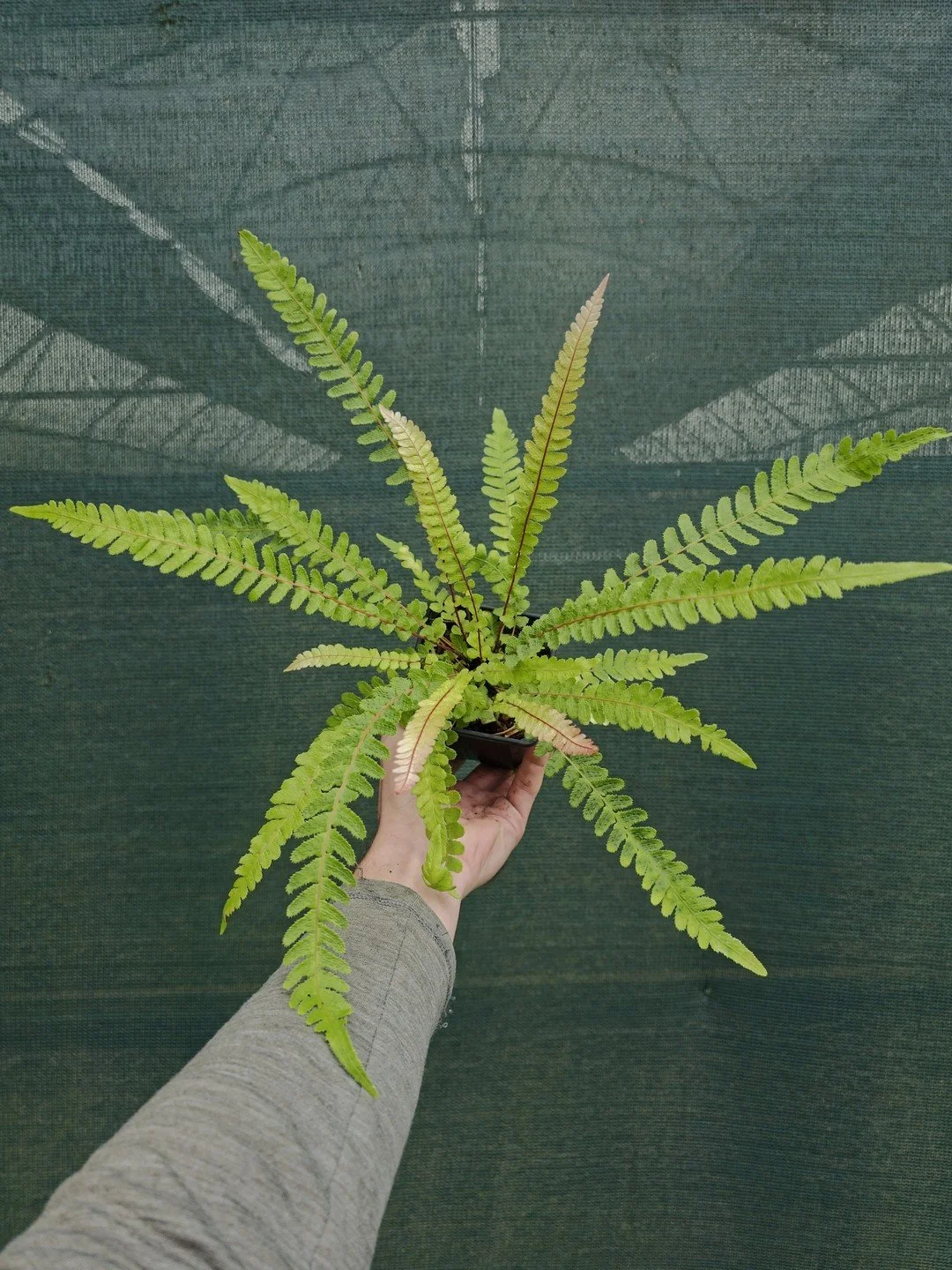 Doodia australis-Godet de 9 cm-001.jpg