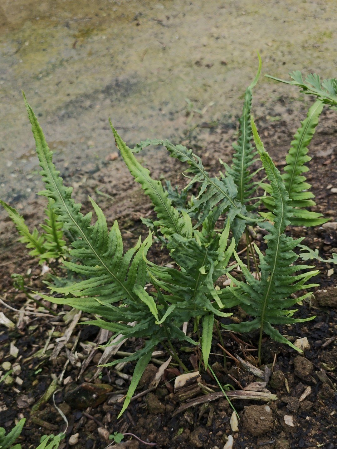 Polypodium glycyrrhiza 'Longicaudatum'