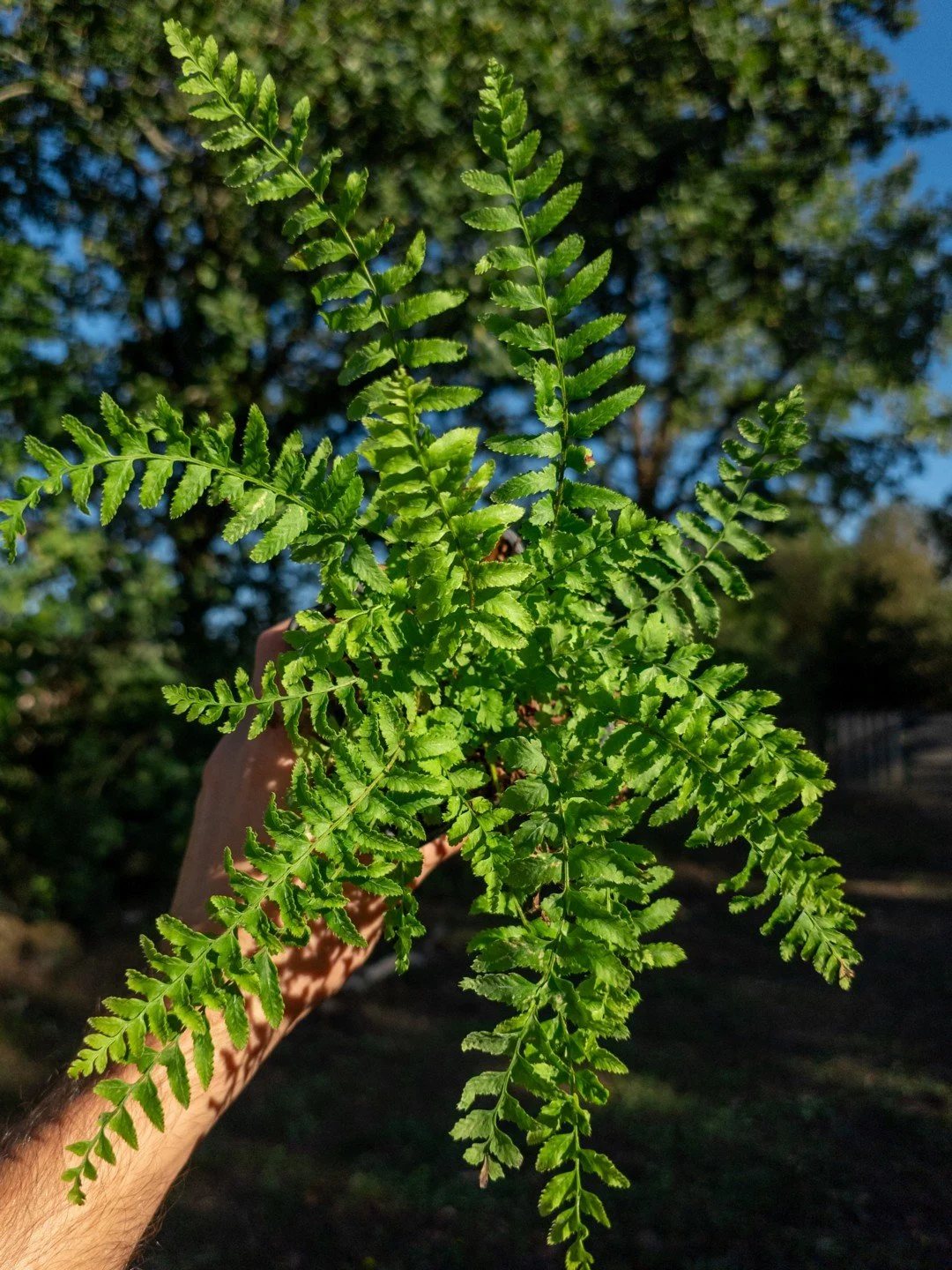 Polystichum munitum-Godet de 9 cm-001.jpg
